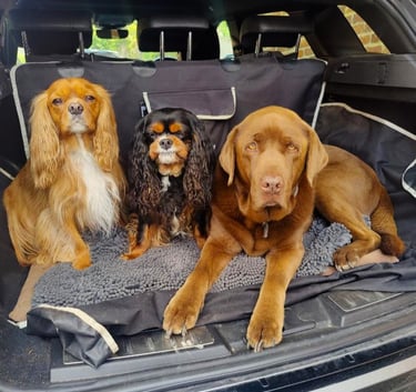 three dogs sitting in the back of a car