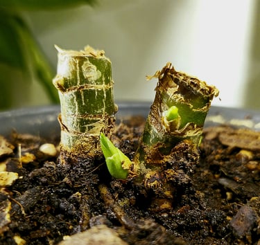 Aglaonema Maria 14 Days After Stem Propagation