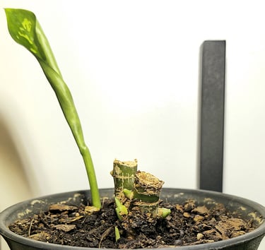 Aglaonema Maria 40 Days After Stem Propagation