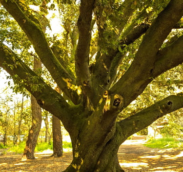 Vieil arbre