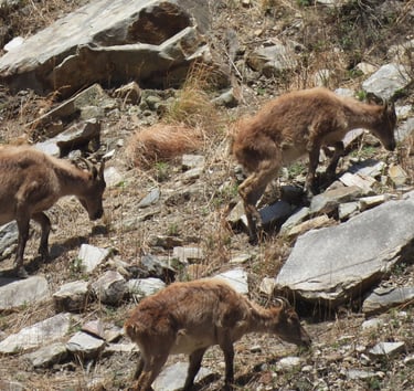 Gorals dans le Dolpo