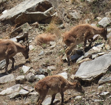 Gorals in Dolpo