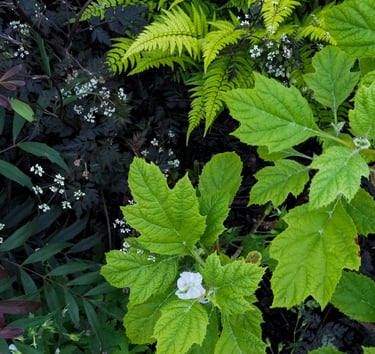 Hydrangea quercifolia ‘Snowflake’ with Mahonia eurybracteata ‘Meteor’ and Anthriscus sylvestris ‘Ravenswing’
