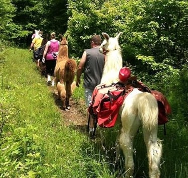 Llama Trek