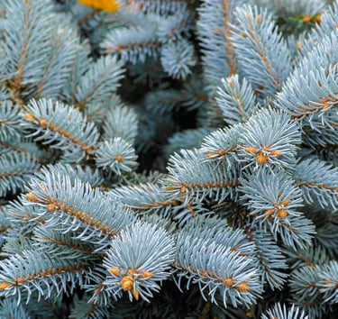 steams of the Dwarf Globe Blue Spruce