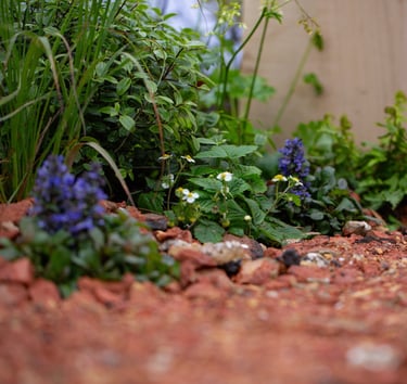 Self seeders along the crushed red brick path