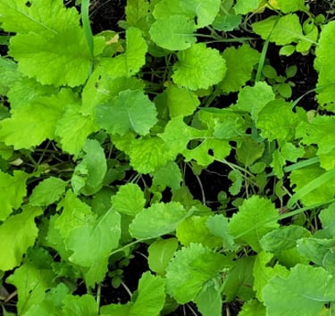 food plots for deer hunting