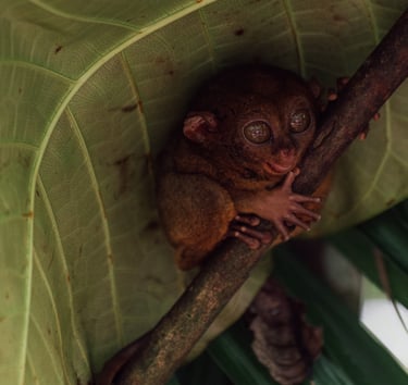 a small animal sitting on a leafy tree branch