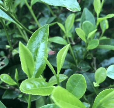 Fu Ding Da Bai tee tree cultivar