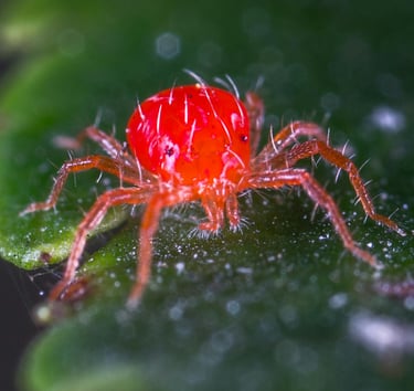 Close up of a Red Spider mite