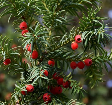 a low growing, dark green Japanese Jew with red berries