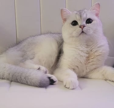 White BSH Parent Cat www.prettybrity.com