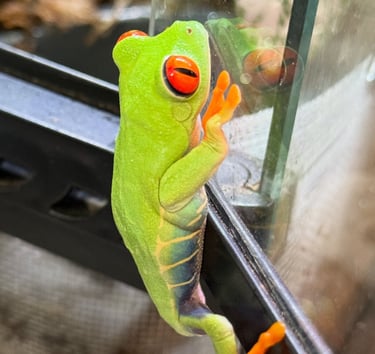 Red eyed tree frog on glass