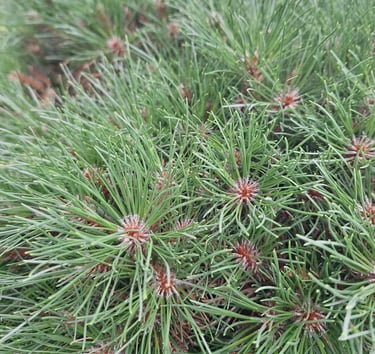 Dwarf Mountain Pines long green pines