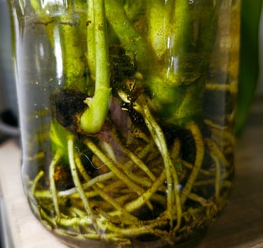Aglaonema Maria Stem Cuttings Rooting In Water