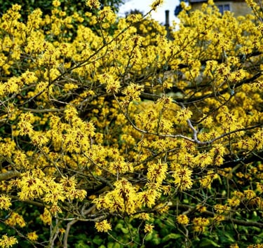 a large Wich Hazel bush with yellow flowers