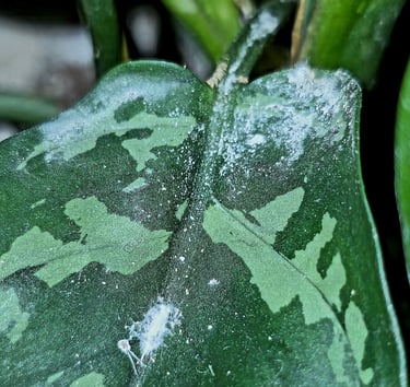 Evidence of a Mealy Bug infestation, with a visible nymp, cottony reside, h and eggs