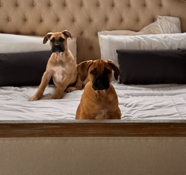 Boerboel Puppies on bed
