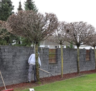 A person pruning topiary trees along a dark grey stone garden wall with a green lawn.
