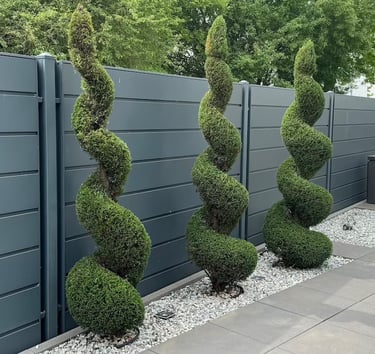 Spiral topiary evergreen trees planted in white gravel along a modern grey privacy fence.