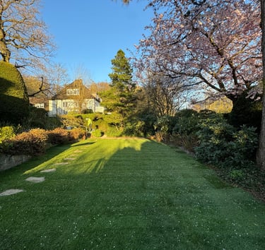 A lush green lawn surrounded by blossoming cherry trees and spring garden landscaping.