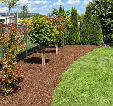 Landscaped garden bed with fresh brown mulch, decorative trees, and green shrubs next to a lawn.
