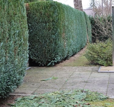 A tall, neatly trimmed cedar privacy hedge bordering a stone patio in a landscaped backyard garden.