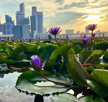 Singapore skyline with lotus flowers - symbolizing mindfulness and leadership