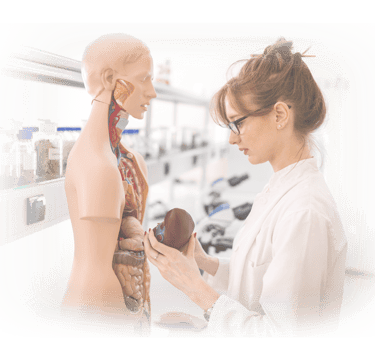 Ultrasound student in lab coat examining an anatomic model.