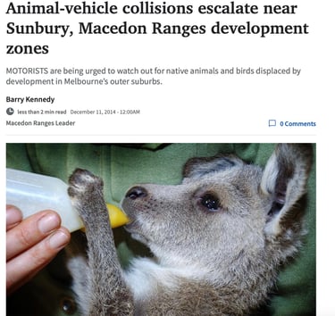 Animal-Vehicle Collisions Escalate Near Sunbury, Macedon Ranges Development Zones
