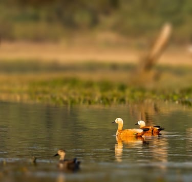   Bharatpur  tour packages