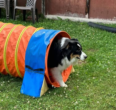 Dog going through a tunnel