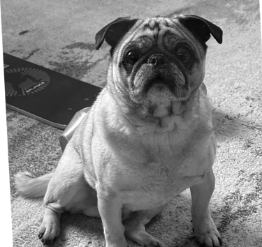 Fred, Head of Security, Flycatcher LLC