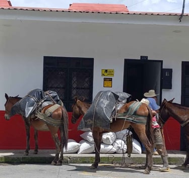 Cajamarca-Logistica-Campesina-Transporte-Carga-Mulas-Sacos-Tradicion