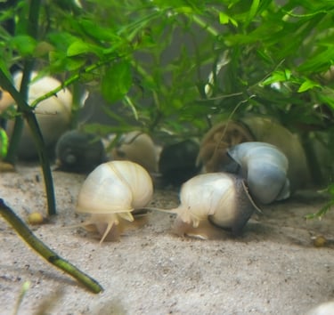 Gilded Series Mystery Snails with gold banding - Shell & Fin Studio Line