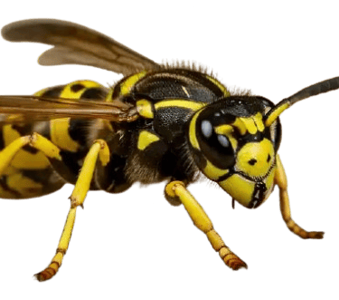 Wasp nest exper removall in Cowbit