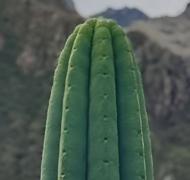 Huachuma cactus growing in a Peruvian Andean landscape
