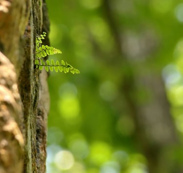 Engagement, inclusion, and compassion