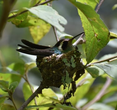 Mother hummingbird feeding chicks in tiny nest – intimate look at nesting behavior in Chiapas forest