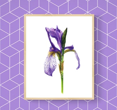 Siberian Iris print framed