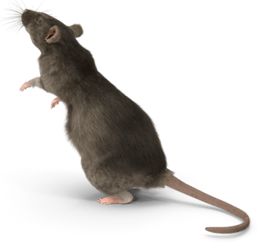 Un rat