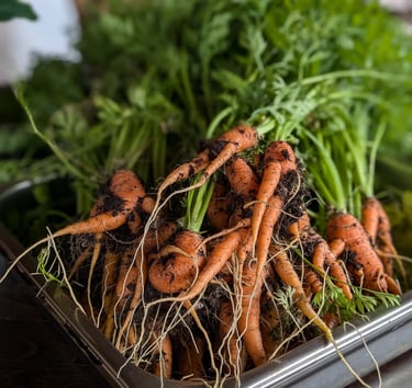 Carrot from Treehouse garden