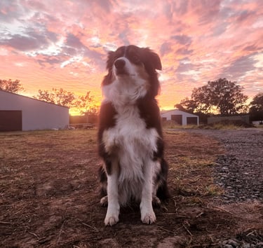 tri black border collie puppies 