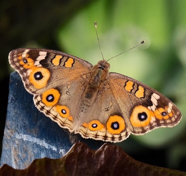 A brown Junonia lemonias butterfly with orange and blue eyespots resting on a blue post.