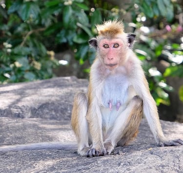 A Toque macaque monkey with a distinctive crest of hair sits on a rock in its natural habitat.