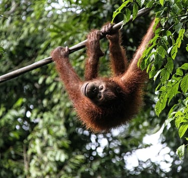 A young Bornean orangutan hanging upside down from a vine in a lush tropical rainforest canopy.