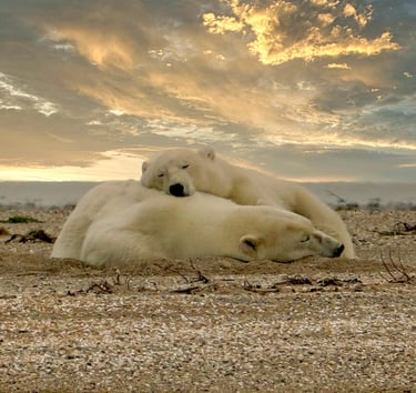 Two polar bears sleeping on a rocky Arctic beach under a golden sunset sky.
