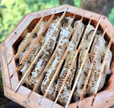 Žolynų medus koryje – poliflorinis, visiškai natūralus lietuviškas medus, surinktas iš laukinių pievų augalų, žiedų.