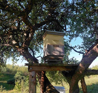„Žolynų medus“ bitynas įsikūręs natūralios žemdirbystės ūkyje „Žolynų namai", kur bites renka nektarą iš laukinių pievų žiedų