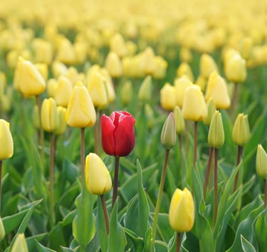 red daffoldil in a field of yellow daffodils